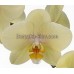 Орхидея 1 ветка (Anthura ‘Alassio’)